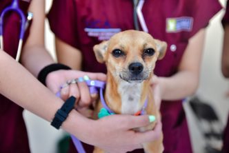 Inicia esterilización canina